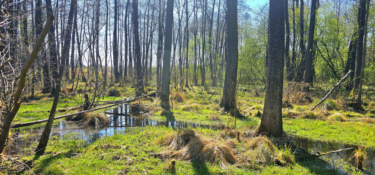 Działka z własną rzeczką 2763m2.