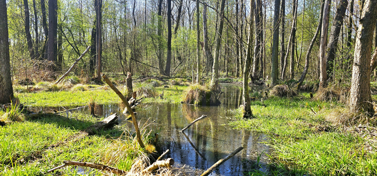 Działka z własną rzeczką 2763m2.