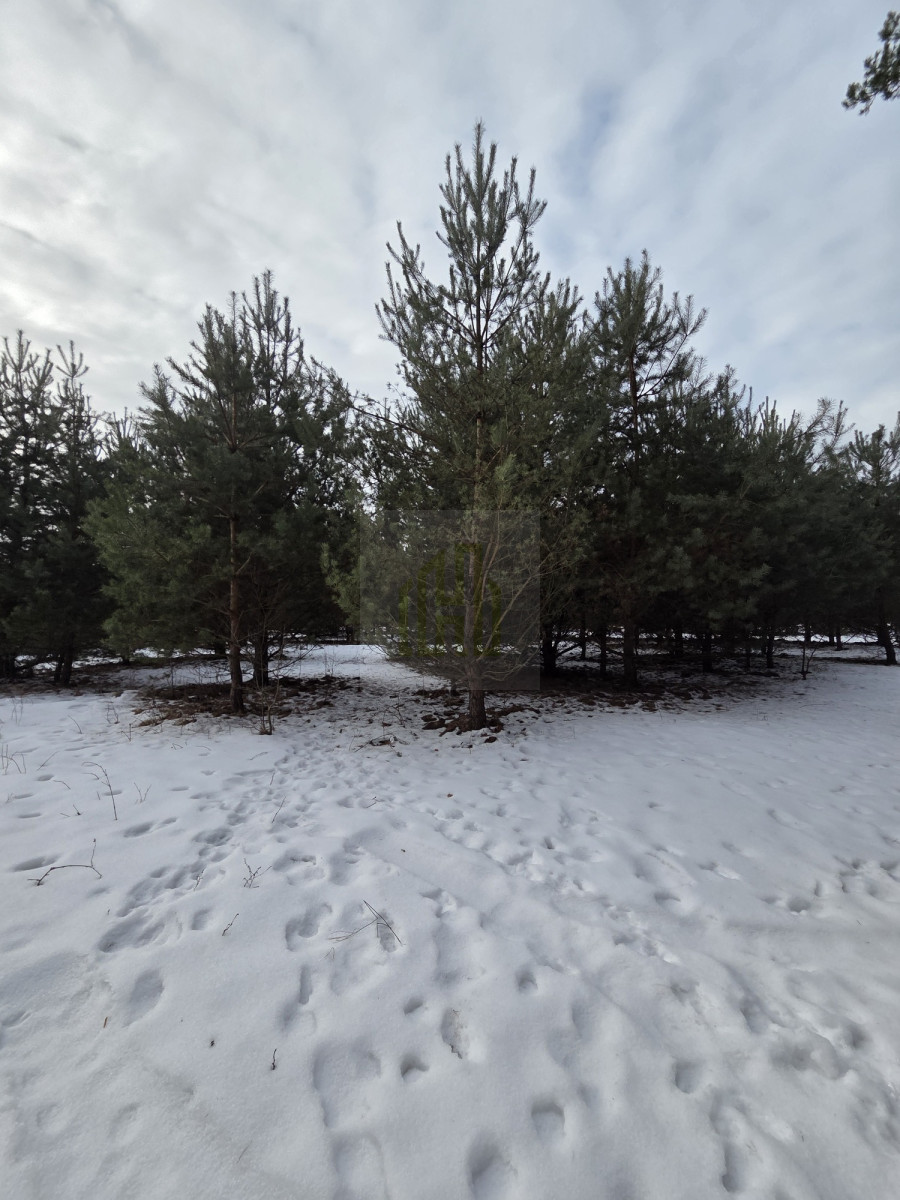 Dom do remontu z duża działką