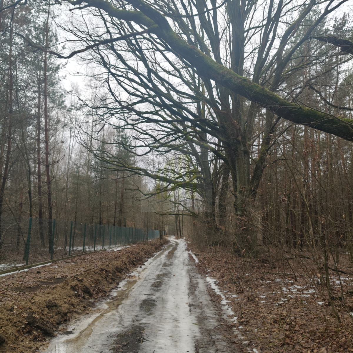 1 ha  pod siedlisko  35 minut od Warszawy