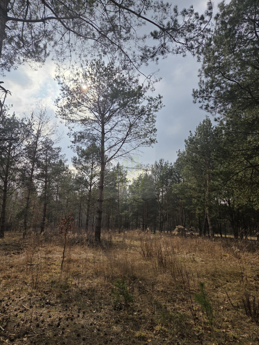 Duża działka 7800 m² – świetna pod inwestycję