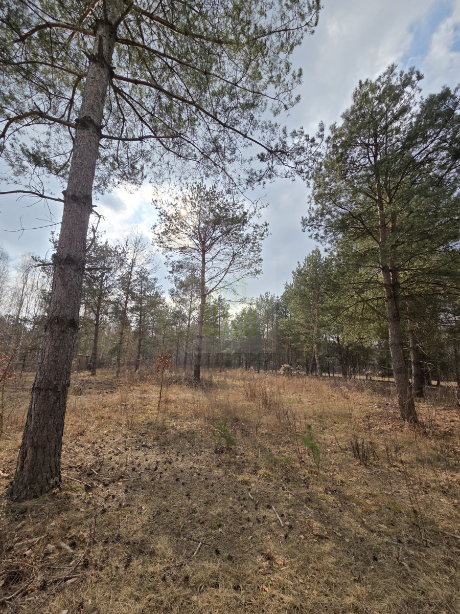 Duża działka 7800 m² – świetna pod inwestycję