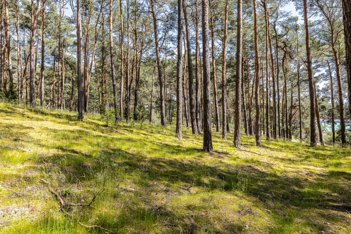 Komercyjny na sprzedaż