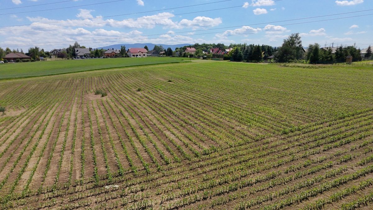 Zdjęcie 6 - DZIAŁKA INWESTYCYJNA 0,5811 HA | MAZAŃCOWICE