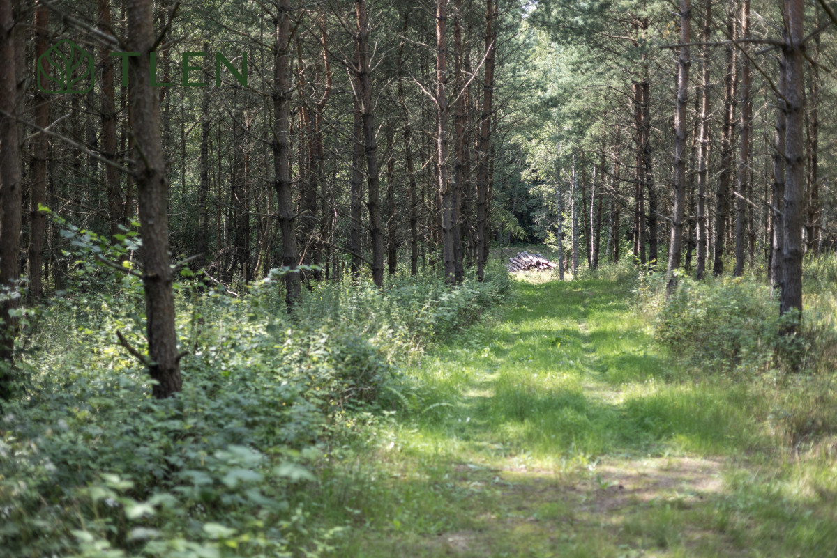 Działka 8,8 ha z projektem domu 150m2 i PnB