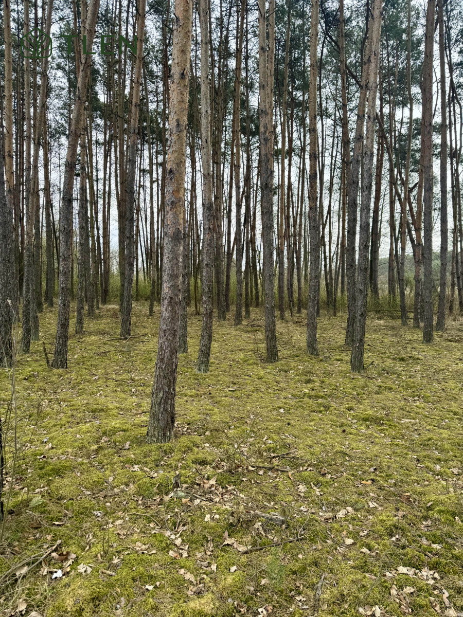 Działki z WZ nad Pilicą – obszar Natura 2000