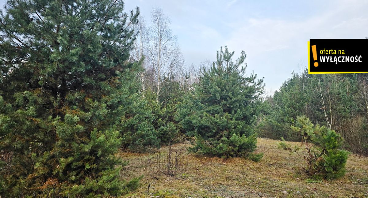 Siedlisko z własnym lasem i budynkami w Górnowoli