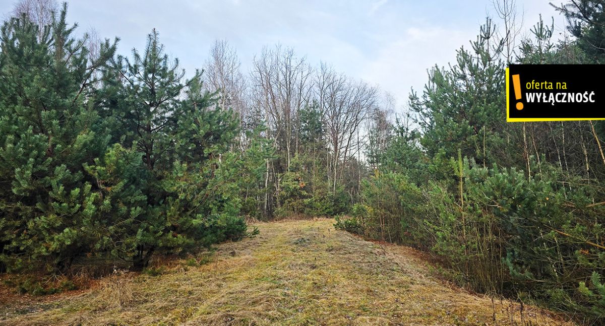 Siedlisko z własnym lasem i budynkami w Górnowoli