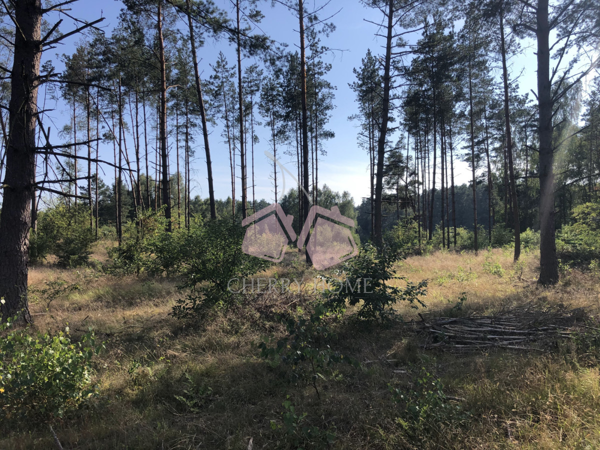 Działka w lesie z pozwoleniem na budowę