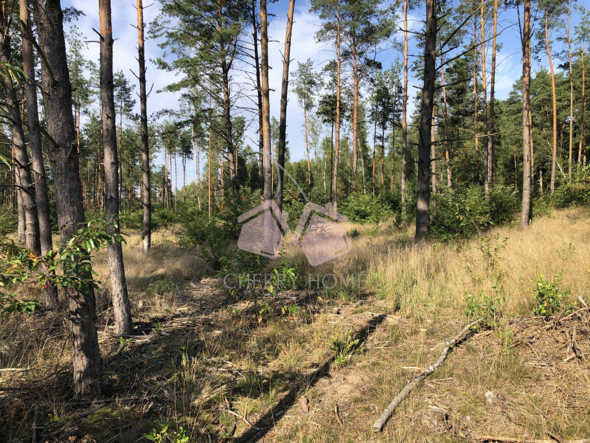 Działka w lesie z pozwoleniem na budowę