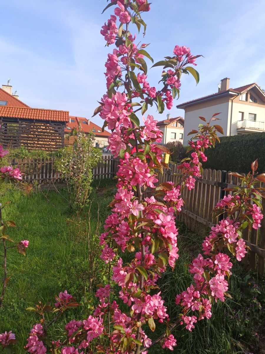 Dom na sprzedaż